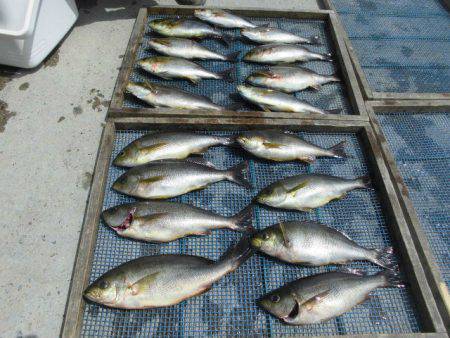 大進丸(愛知) 釣果