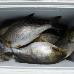 大進丸(愛知) 釣果