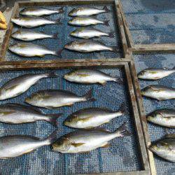 大進丸(愛知) 釣果