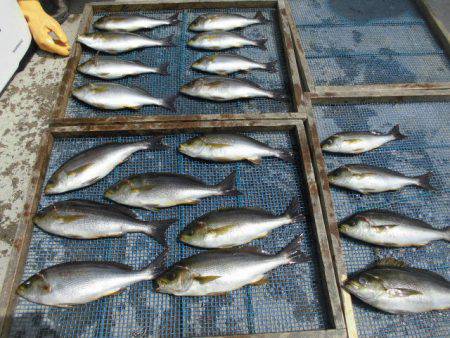 大進丸(愛知) 釣果