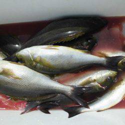 大進丸(愛知) 釣果