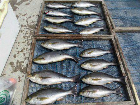 大進丸(愛知) 釣果