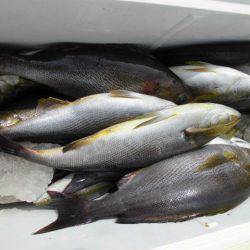 大進丸(愛知) 釣果