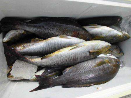 大進丸(愛知) 釣果