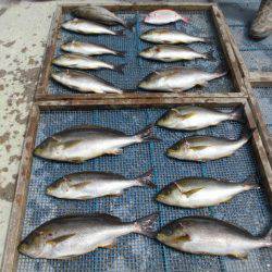 大進丸(愛知) 釣果