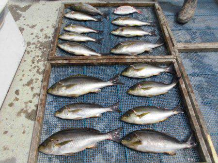 大進丸(愛知) 釣果