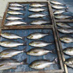 大進丸(愛知) 釣果