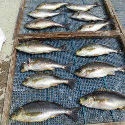 大進丸(愛知) 釣果