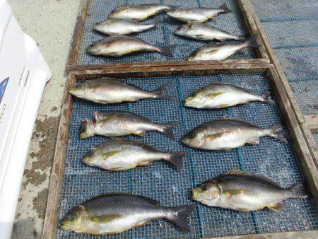 大進丸(愛知) 釣果