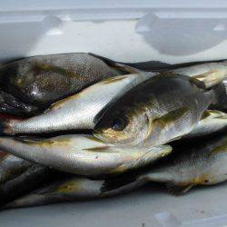 大進丸(愛知) 釣果