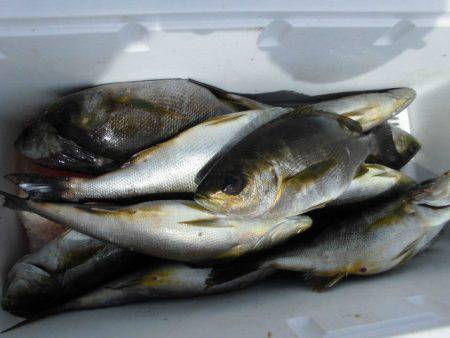 大進丸(愛知) 釣果