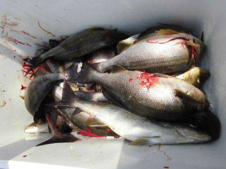 大進丸（愛知） 釣果