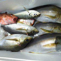 大進丸(愛知) 釣果