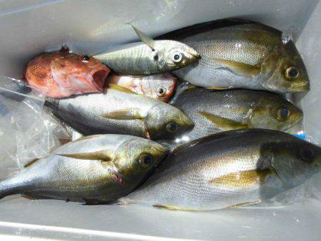 大進丸(愛知) 釣果