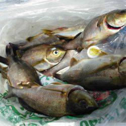 大進丸(愛知) 釣果