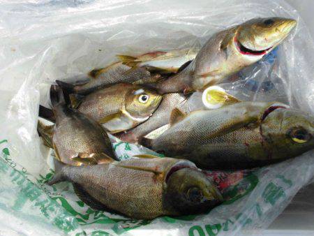 大進丸(愛知) 釣果