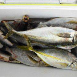 大進丸(愛知) 釣果