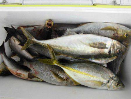 大進丸(愛知) 釣果