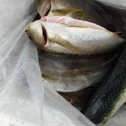 大進丸(愛知) 釣果