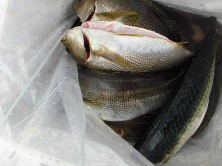 大進丸(愛知) 釣果