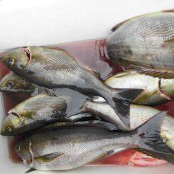 大進丸(愛知) 釣果