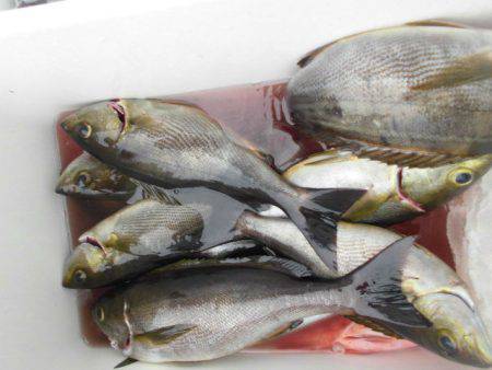 大進丸(愛知) 釣果