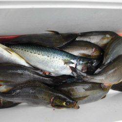 大進丸(愛知) 釣果