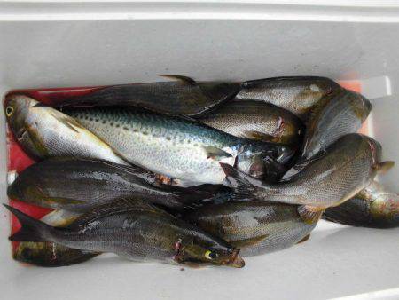 大進丸(愛知) 釣果