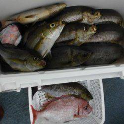 大進丸(愛知) 釣果