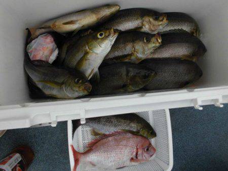 大進丸(愛知) 釣果