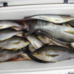 大進丸(愛知) 釣果