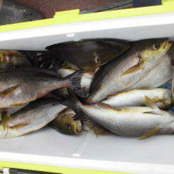 大進丸(愛知) 釣果