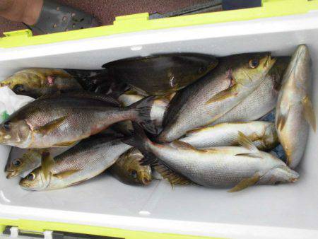 大進丸(愛知) 釣果