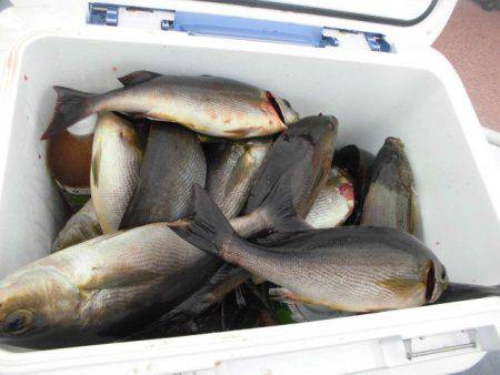 大進丸(愛知) 釣果