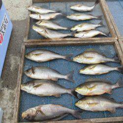 大進丸(愛知) 釣果