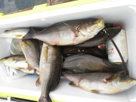 大進丸(愛知) 釣果