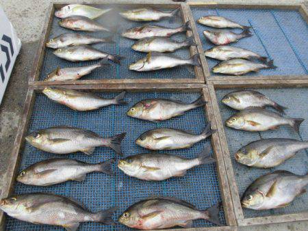 大進丸(愛知) 釣果