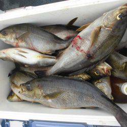 大進丸(愛知) 釣果