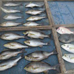 大進丸(愛知) 釣果