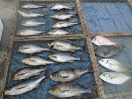 大進丸(愛知) 釣果