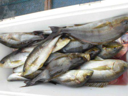 大進丸(愛知) 釣果