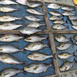 大進丸(愛知) 釣果