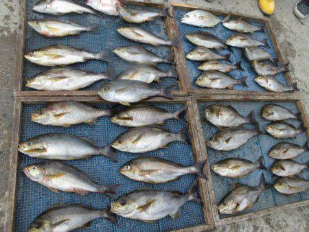 大進丸(愛知) 釣果