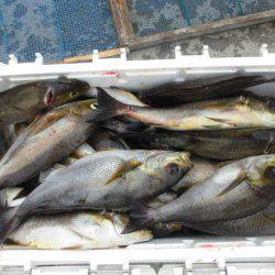 大進丸(愛知) 釣果