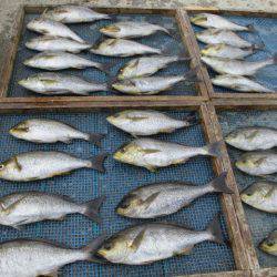 大進丸(愛知) 釣果