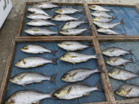 大進丸(愛知) 釣果