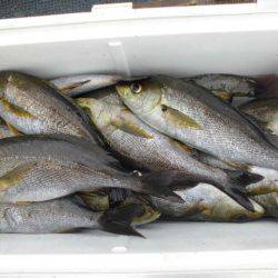 大進丸(愛知) 釣果