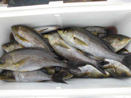 大進丸(愛知) 釣果