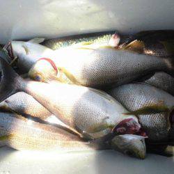 大進丸(愛知) 釣果