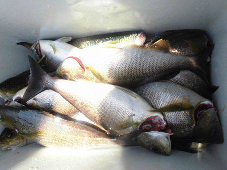 大進丸(愛知) 釣果